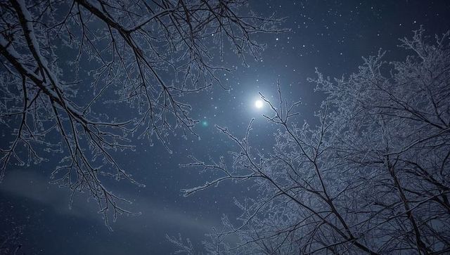 Framing Full Moon Glowing Through Frosted Branches on Starry Blue Winter Night