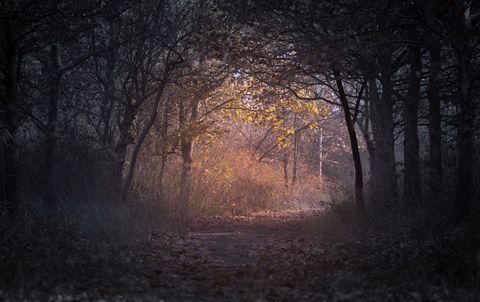 Mysterious Forest Pathway Illuminated by Gentle Sunlight