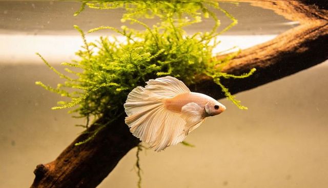 Pale betta splendens swimming with flowing fins beside mossy driftwood warm planted aquarium