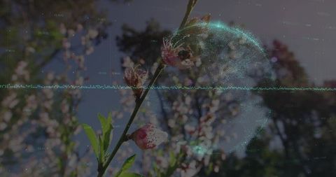Flowering branch merging with audio waveform and glowing digital globe for nature tech