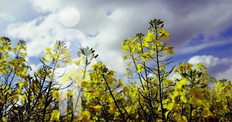 Translucent Avatar Overlay Floating Above Canola Bloom Under Dramatic Cloudy Sky