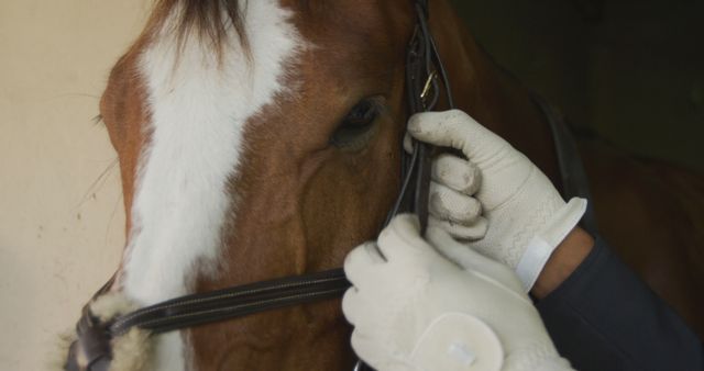 Close-Up of Horse Bridle Adjustment with Gloved Hands - Download Free Stock Images Pikwizard.com