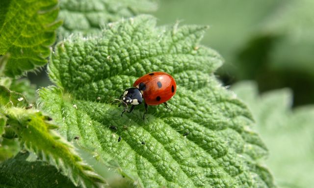 Bright red ladybug perched on a green leaf with fine textures. Useful in environmental articles, educational materials, insect identification guides, and gardening websites.