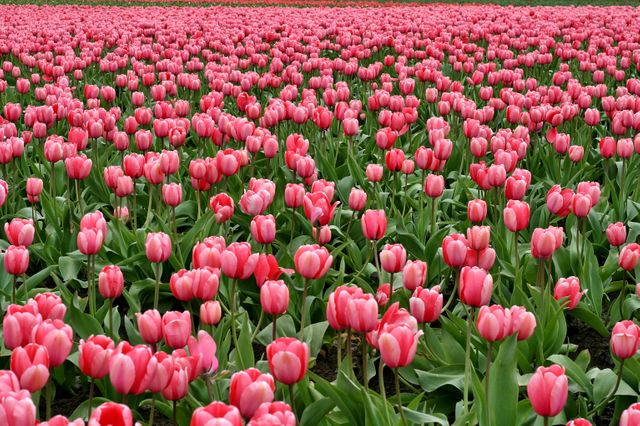 Expansive field filled with blooming pink tulips under natural daylight. Ideal for use in gardening magazines, spring season promotions, floral blogs, or nature-themed websites. Represents beauty, nature's abundance, and the vibrancy of spring.