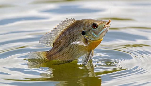 Sunfish leaping from pond with hook and line, rippling water reflection closeup macro freshwater wil