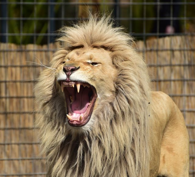 Majestic Male Lion Roaring with Fierce Expression in Zoo - Download Free Stock Photos Pikwizard.com