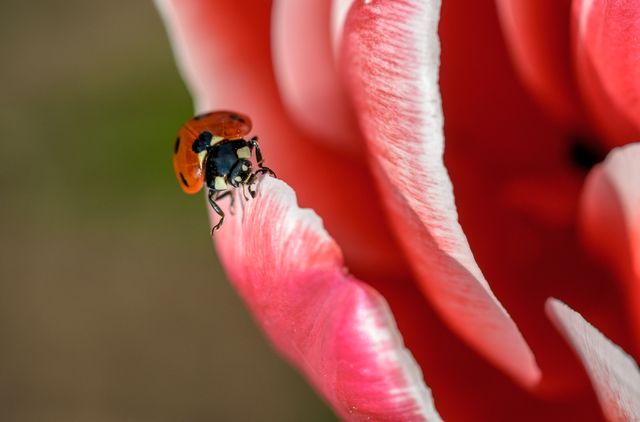 Bright detailed close-up of a vibrant ladybug perched on the edge of a pink tulip petal in a garden. Suitable for topics and projects related to nature, spring themed designs, gardening visuals, and educational materials focusing on insect life and plant relationships.