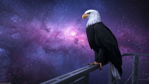 Bald eagle perching on platform railing against purple nebula starfield