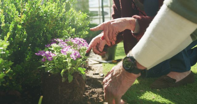 Senior Couple Gardening Together Planting Flowers - Download Free Stock Images Pikwizard.com