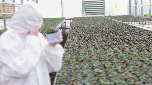 Scientist dressed in protective gear working in a greenhouse, closely examining a plant under a microscope. The video highlights agricultural research, biotechnology in plant breeding, and laboratory work. Useful for articles or presentations on scientific research, advancements in agriculture, and bioengineering.