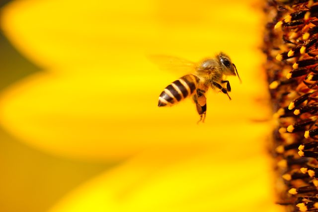Close-up image of a bee flying near a sunflower in bright yellow bloom. Detailed macro capture highlights the process of pollination. Perfect for using in educational materials about biology and ecology, gardening magazines, environmental awareness campaigns, and wallpapers reflecting natural beauty.