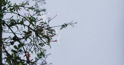 Jasmine branches with white star-shaped blooms on pale wall