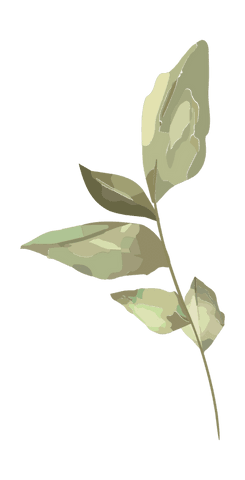 Minimalist transparent leafy sprig illustration for eco designs