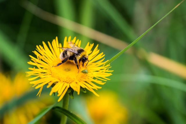 Bumblebee Collecting Nectar from Yellow Dandelion - Download Free Stock Photos Pikwizard.com