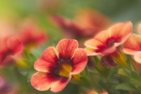 Vibrant Orange Red Petunia Bloom with Yellow Center and Soft Bokeh Background for Spring Garden