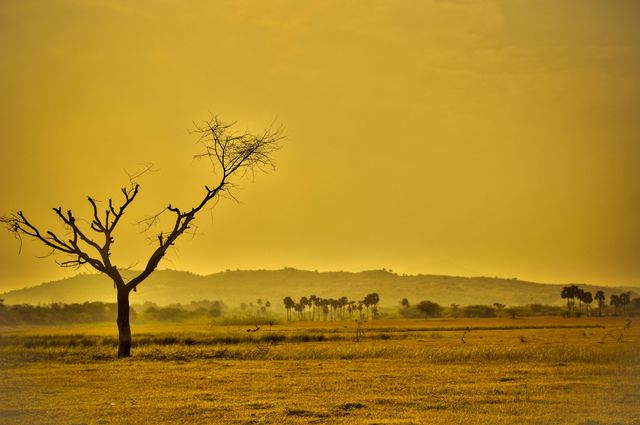 Image shows solitary tree standing in dry desert landscape bathed in golden light at dusk. Hills and sparse vegetation visible in the distance, creating atmosphere of tranquility and solitude. Ideal for use in nature-themed projects, backgrounds for websites, promotional materials for travel and environmental campaigns, or digital art projects with themes of serene landscapes or solitude.