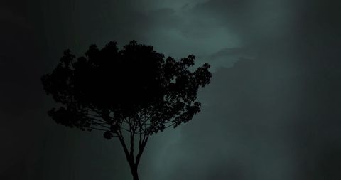 Dramatic Silhouette of Tree Against Thunderous Sky