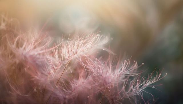 Pastel pink feathery grass seedheads with dew droplets, soft bokeh macro for floral design