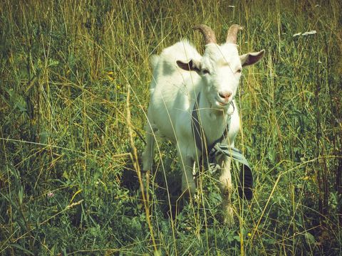 Goat in meadow grazing grass on summer day