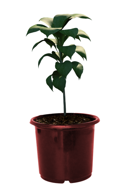 Potted Plant with Green Foliage Isolated on Transparent Background - Download Free Stock Videos Pikwizard.com