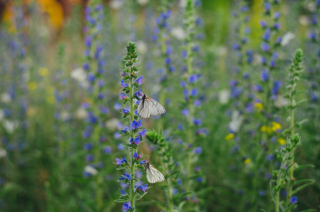 Butterflies are perched on vibrant blue wildflowers amidst a meadow, showcasing natural beauty and biodiversity. This image is perfect for use in environmental campaigns, nature documentaries, gardening websites, or relaxation and wellness promotions.