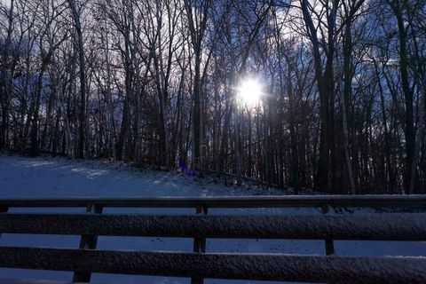 Winter sun shining through snowy forest trees