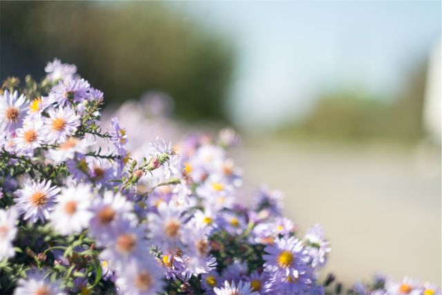 Purple Daisies Blooming Under Clear Sky - Download Free Stock Photos Pikwizard.com