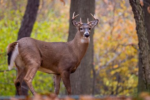Young White-tailed Buck Standing in Autumn Woods Showing Small Antlers