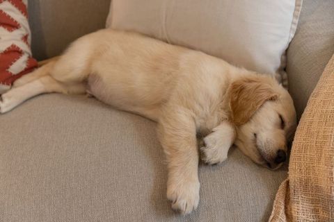Golden Retriever Puppy Sleeping on Beige Sofa Cushion Resting Head on Textured Throw Cozy Home