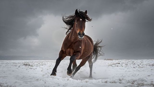 Galloping bay stallion charging through snow, mane flying under stormy winter sky