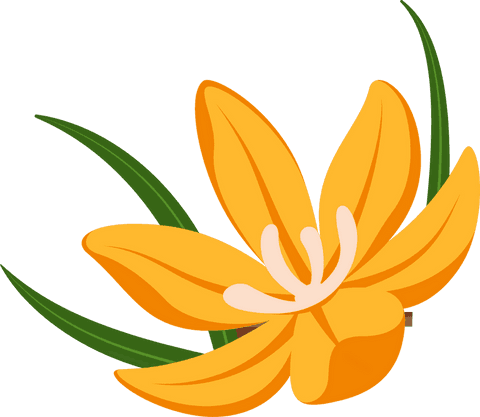 Flat Minimalist Illustration of Vibrant Orange Lily, Transparent