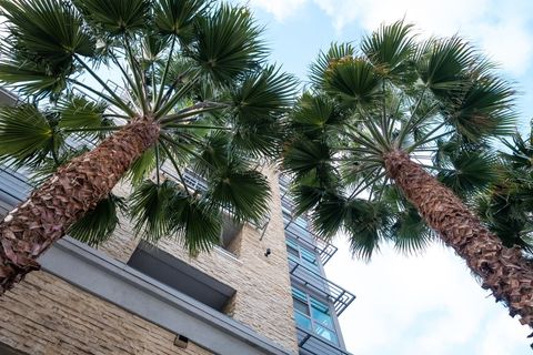 Looking up at tall palm trees by modern building