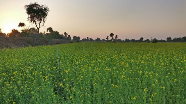 Blooming mustard field captured during evening sunlight, providing a warm and serene atmosphere. Useful for agriculture-related projects, rural landscape themes, and promoting eco-friendly farming practices. Suitable for backgrounds in websites, publications, and advertisements focusing on nature's beauty, agriculture, and countryside tranquility.