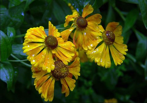 Yellow Helenium blossoms glistening with raindrops on lush dark green foliage