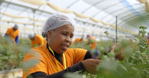 Focused Worker Carefully Harvesting Blueberries in Farm Greenhouse - Download Free Stock Images Pikwizard.com