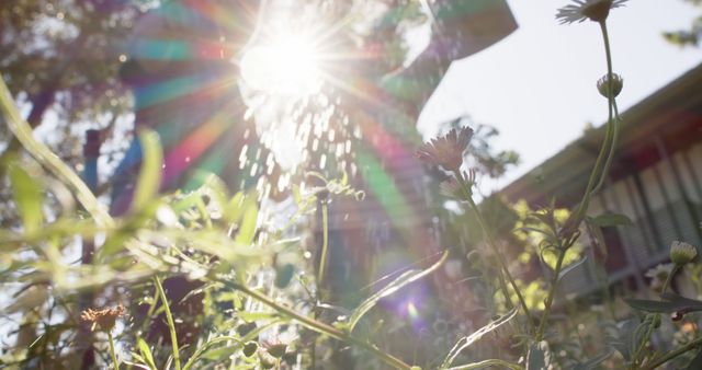 Watering Garden Plants with Sunlight in Background - Download Free Stock Images Pikwizard.com