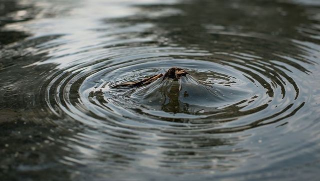 Twig forming water dome with concentric ripples on calm pond reflecting overcast sky