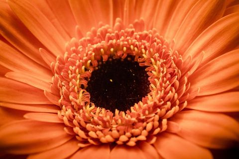 Close-Up of Vibrant Orange Flower Bloom in Full Splendor