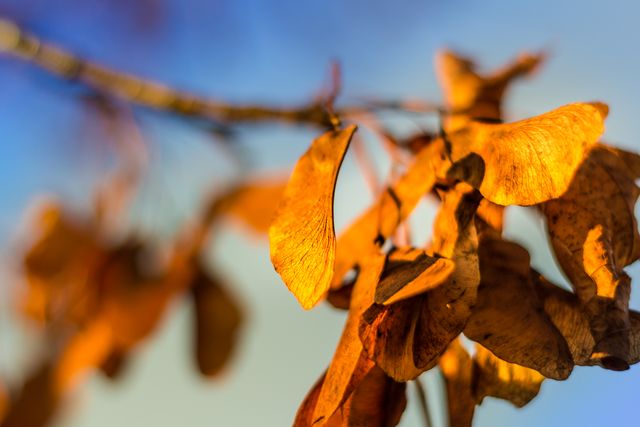 Closeup of Autumn Leaves on Branch with Blurred Background - Download Free Stock Photos Pikwizard.com