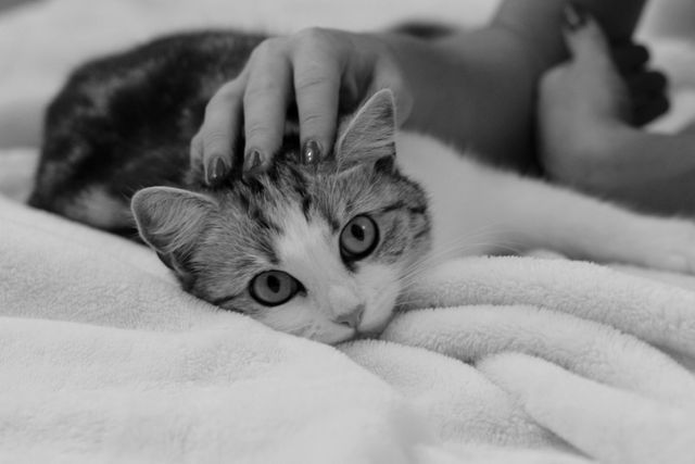 This peaceful scene featuring a person gently petting a cute cat on a soft blanket captures the relaxing bond between humans and their pets. Suitable for use in articles or campaigns promoting pet care, relaxation, companionship, or home comfort. Ideal for social media, blogs, or advertisements aimed at pet enthusiasts.