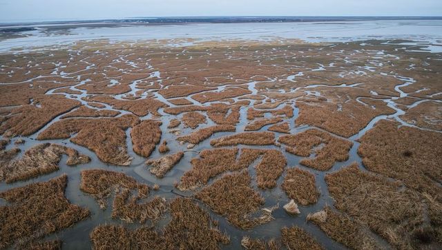 Tidal marsh labyrinth with meandering saltwater channels across winter mudflats estuary