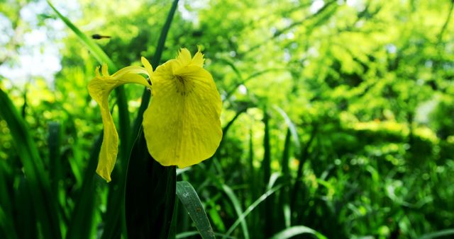 Closeup Yellow Iris Flower in Lush Greenery - Download Free Stock Images Pikwizard.com