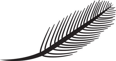 stylish black feather illustration on transparent background - Download Free Stock Videos Pikwizard.com