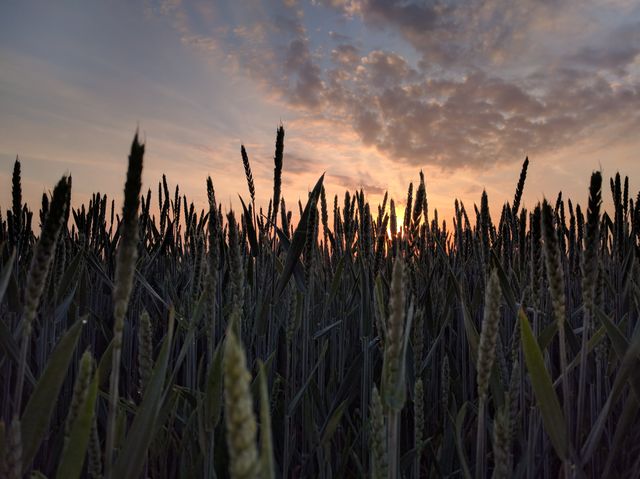Beautiful shot of wheat field during sunset, with orange and purple hues in the sky creating a serene atmosphere. Perfect for themes related to agriculture, nature, farming, and rural life. Ideal for use in blogs, websites, advertisements, or articles about farming, natural landscapes, and the beauty of rural environments.