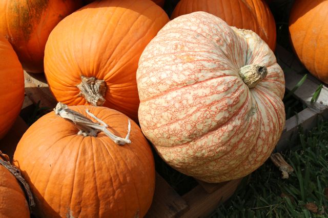 Freshly harvested orange and uniquely patterned pumpkins on display, highlighting autumn harvest. Perfect for seasonal promotions, agricultural themes, farm activities, and Halloween decorations.