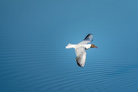 Black-headed Gull Flying Over Calm Blue Water Creating Gentle Ripples Minimalist Composition