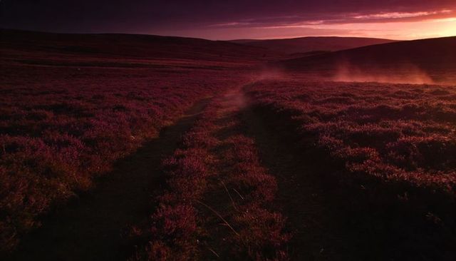 Rutted dirt track winding through purple heather at dusk with dusty mist and rolling hills