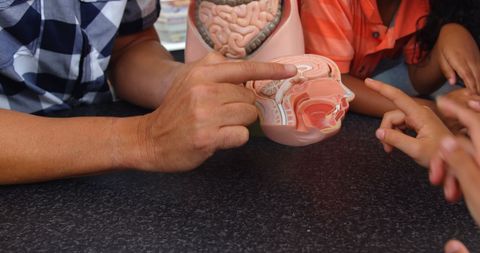 Teacher explaining human brain model to students in classroom setting