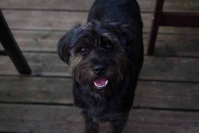 Small black dog with dark fur smiling and standing on a wooden deck outdoors. Ideal for pet-related content such as blogs, websites, and advertisements. Perfect for depicting cheerful moments with pets in a natural outdoor setting.