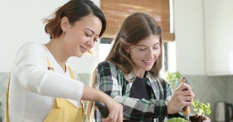Planting seedlings together in bright kitchen by diverse female friends gardening smiling